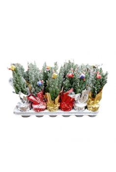 PINO NEVADO C-9 (30cm)...