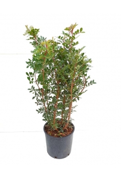 PISTACEA LENTISCUS 10L...