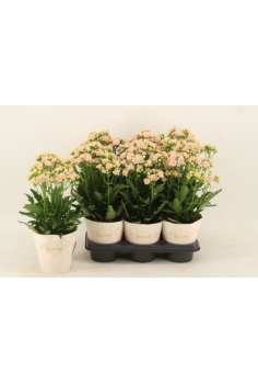 KALANCHOE SUNNY ROSADO FLOR...
