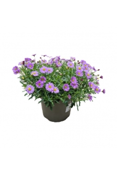 BRACHYSCOME IBERIDIFOLIA...