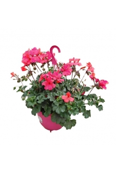 PELARGONIUM HYBRID T-25 +...