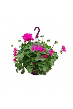 PELARGONIUM HYBRID T-25 +...