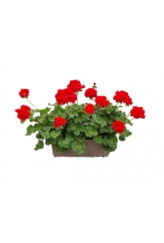 PELARGONIUM ZONALE...