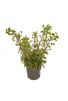 EUPHORBIA MARTINII RAINBOW...