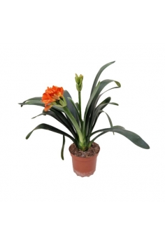 CLIVIA MINIATA NARANJA 2.5L...