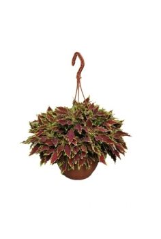 COLEO C-26 + colgador...