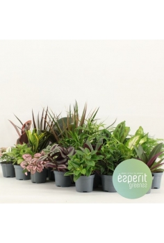 PLANTA MIX C-8 (24uds) /...