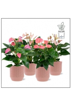 ANTHURIUM CERÁMICA FLS.MIX...