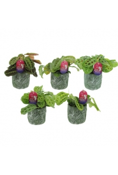 MARANTA MIX CERÁMICA.PALM...