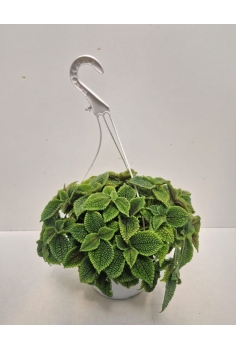 PILEA MOLLIS EXTRA C-22...