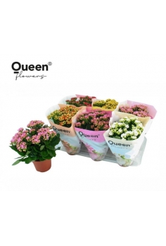 KALANCHOE FLOR DOBLE EXTRA...