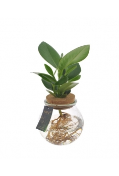 CLUSEA EN CRISTAL C-12...