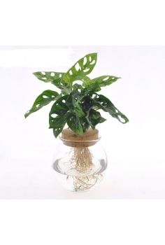 MONSTERA MONKEY MASK EN...