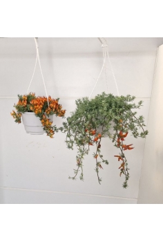 LOTUS COLGADOR MIX C-18