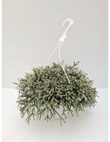 RHIPSALIS PILOCARPA C-22 (diam: 40cm)...