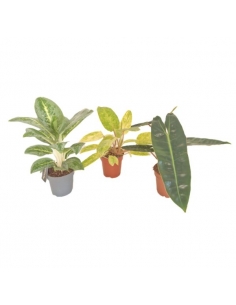 EXÓTIC PLANTS C-12 / 3-4...