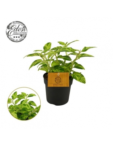 PEDILANTHUS TITHYMALOIDES GREEN.B...