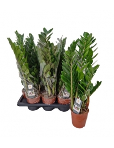 ZAMIOCULCAS C-14 / 5tallos+...