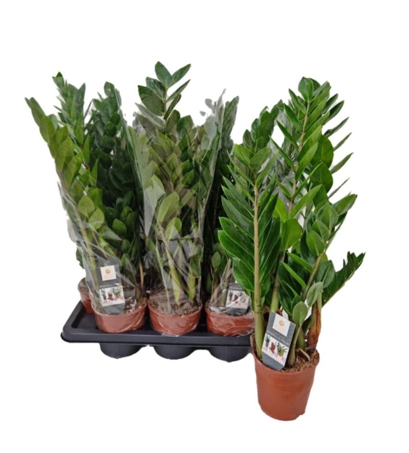 ZAMIOCULCAS C-14 / 5tallos+ (alt: 65cm)