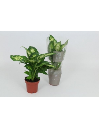 DIEFFENBACHIA COMPACTA C-12 (alt:...
