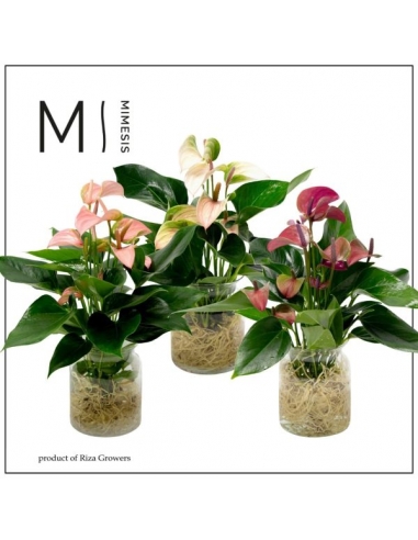 ANTHURIUM ROSA.M RAIZ DESNUDA CRISTAL...