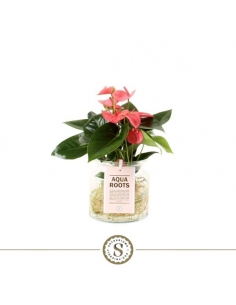 ANTHURIUM ROSA RAIZ DESNUDA...