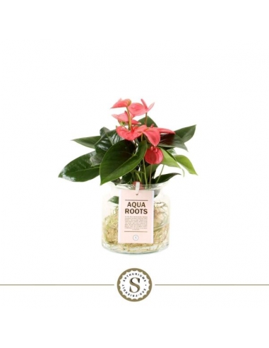 ANTHURIUM ROSA RAIZ DESNUDA CRISTAL...