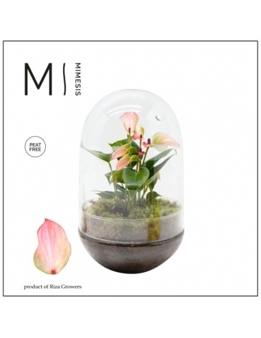 TERRARIO CRISTAL ANTHURIUM ROSA C-14...