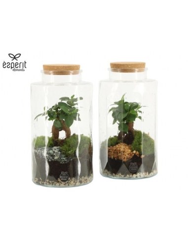 TERRARIO CRISTAL C-14 (alt: 25cm) -1...