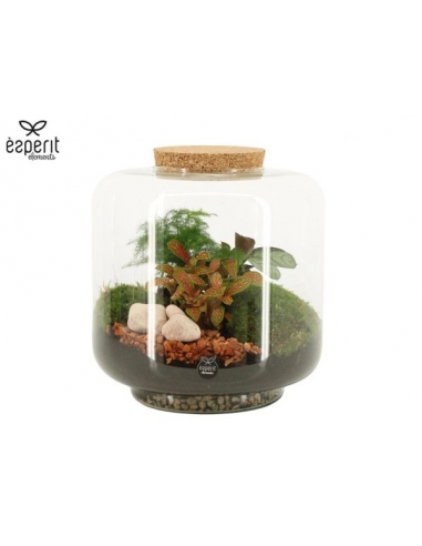 TERRARIO CRISTAL C-24 (alt: 24cm) -3...