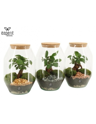 TERRARIO CRISTAL C-17 (alt: 25cm) -1...