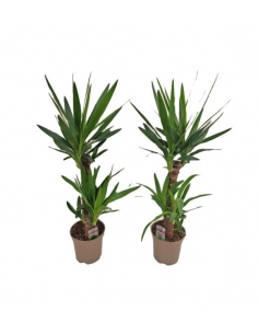 YUCCA C-17 / 2 troncos...