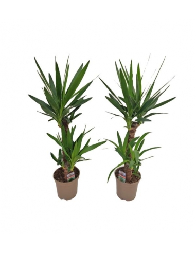 YUCCA C-17 / 2 troncos (alt: 80cm)...