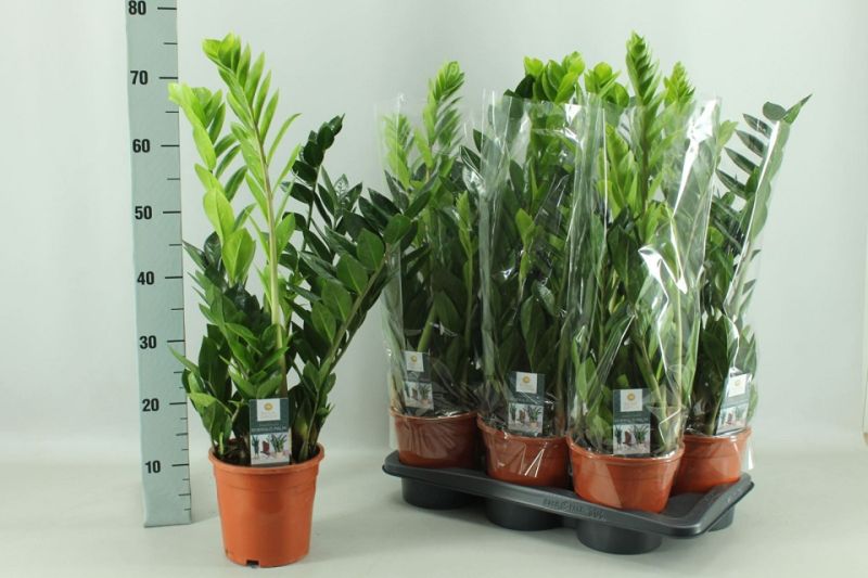 ZAMIOCULCAS C-17 (5 tallos+ / alt:...