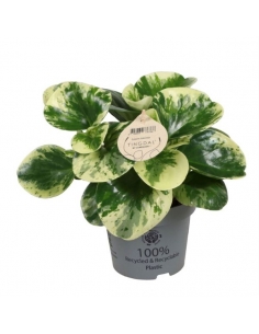 PEPEROMIA GREEN GOLD C-12...