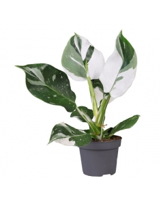 PHILODENDRON WHITE WIZARD...