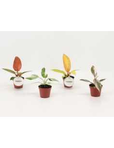 PHILODENDRON SPECIAL MIX C-6