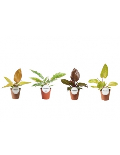 PHILODENDRON MIX C-12 (alt:...