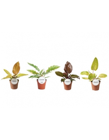 PHILODENDRON MIX C-12 (alt: 30cm)