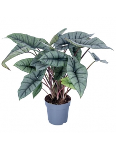 ALOCASIA PLATINUM C-19...