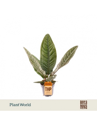ANTHURIUM SUPERBUM C-12 (alt: 40cm)...