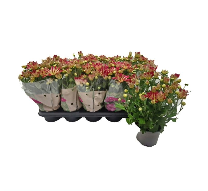 CRISANTEMO RAINBOW C-12 (alt: 27cm)...