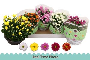 CHRYSANTHEMUM TARRINA MIX...