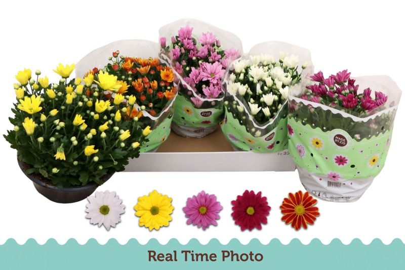 CHRYSANTHEMUM TARRINA MIX C-23 (alt:...