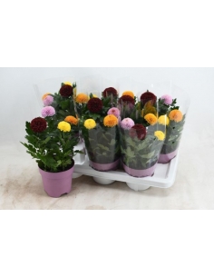 CHRYSANTHEMUM FLOWERPOPS...