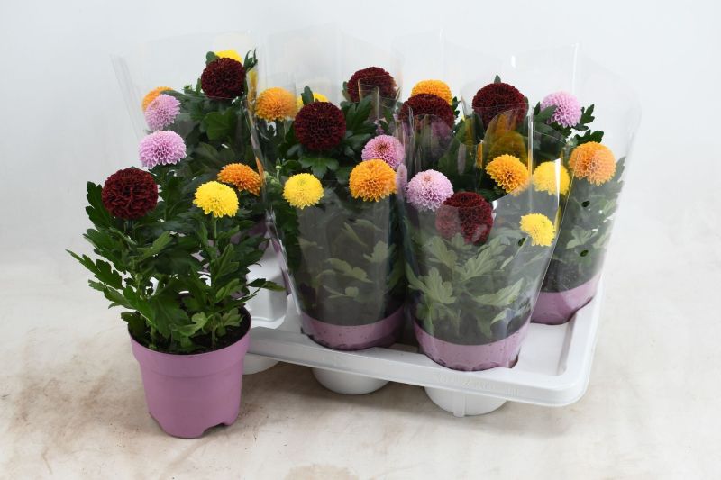 CHRYSANTHEMUM FLOWERPOPS C-14 (alt:...