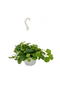 PLECTATUM C-15 (alt:...