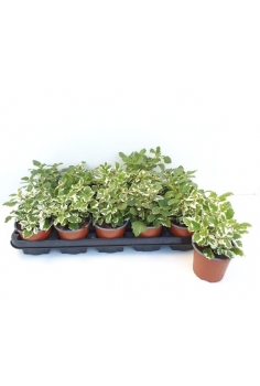 PLECTACTUM INCIENSO C-11...