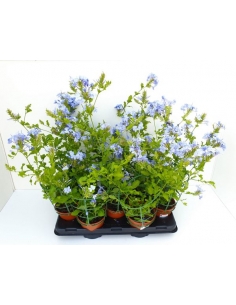 PLUMBAGO AZUL C-13 (40cm)...