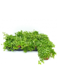 POLEO MENTA C-11 (10cm)...